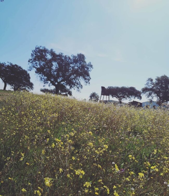 sobre limites sobre limites